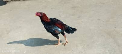 Aseel
