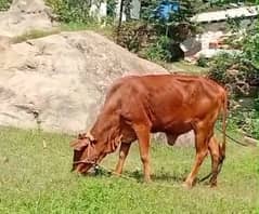 Qurbani k lia, age 2.5 year,