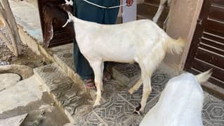 Khassi