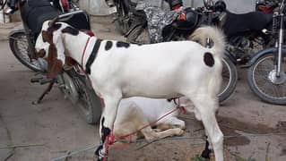 bakra for sale