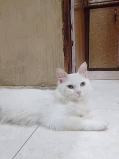 Persian