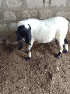 Dumba/sheep 11 months old black n white color
