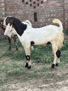 Bakra For Sale Qurbani 2025