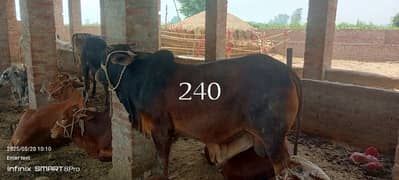 Desi Bachary | Cow | Bull | Qurbani | Vacha | 2 Dant Bachra