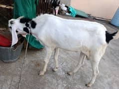 Qurbani ka ghar ka pala hoa donda bakra full active n healthyé