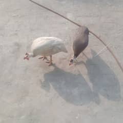 Chakor , چکور