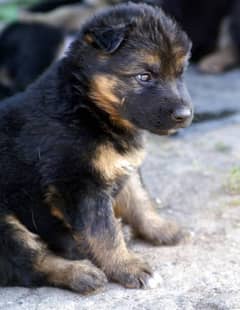 German Shepard puppies for sale