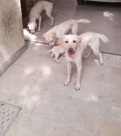 LABRADOR RETRIVER DOGS