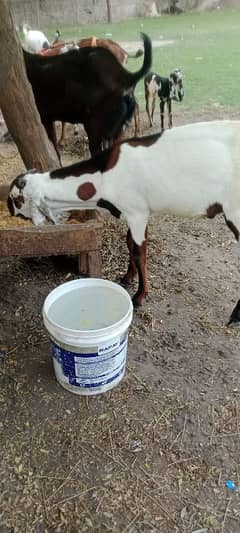 qurbani