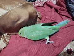 Parrot