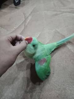 raw hand tamed patha