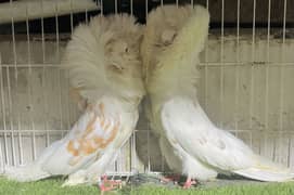 top quality jacobin confirm breeder pair for sale