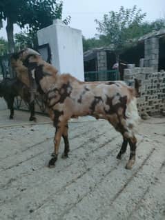 Betal bakra for qurbani