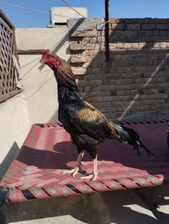 Aseel Mushka Jawa murga