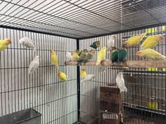 Love birds parrot