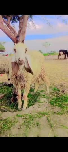 sindhi