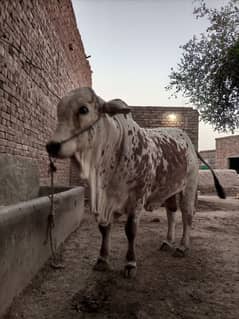 cow