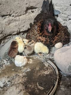 desi eggs