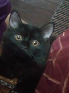 Persian cat  Double coated  Male  Clr back  Eyes clr orange