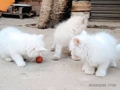 cat for sell