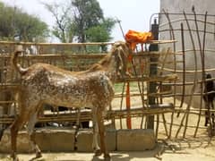 Bakro ki joori or bachri for sale