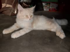 Persian cat