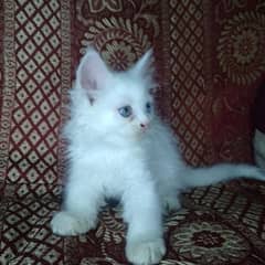 Persian