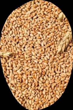 fresh/ 2025/ wheat/ gandum/ organic/ clean