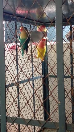 Parrot