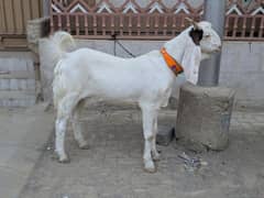 2 dant ka kashi bakra