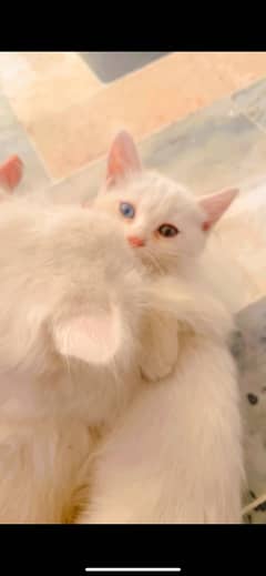 Persian one eye blue one eye yellow for sale