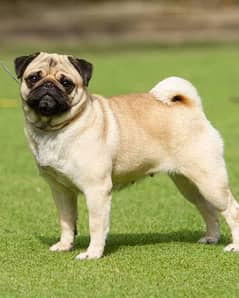 pug Female Very Friendly Healthy and Active