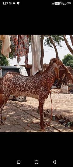makhi cheena bakra