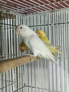 Albino red eyes