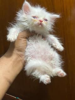 Peki bloodline kittens for sale 03224130793