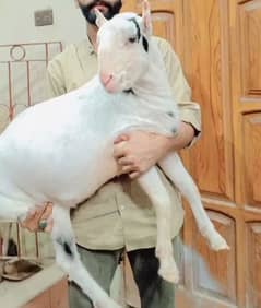 Gulabi Bakra for Qurbani