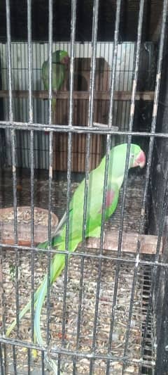 raw parrot breeder pair available for sale 03172141513