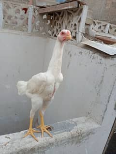 king white oh shamo