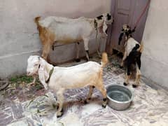 white female 4 dant or 2 bachay