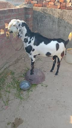 qurbani ka bakra