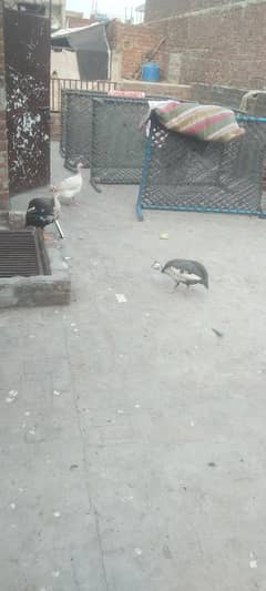 Good Bird