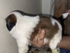 Shihtzu