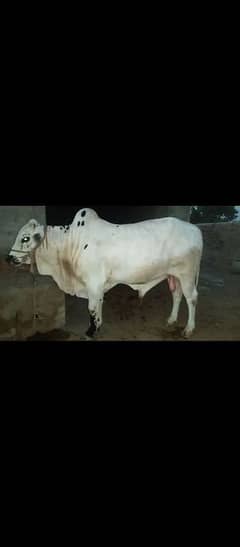 Qurbani cow