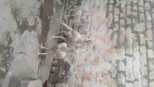 white heera for sale