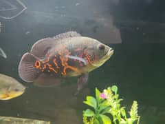 Oscar fish pair