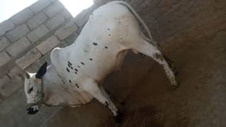 qurbani