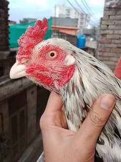 for sale