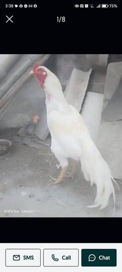 Aseel Thai cross Heera full Active breader