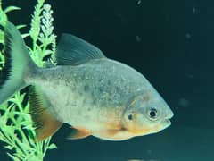 pacu fish pair for sale