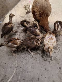 aseel mianwali high quality chick